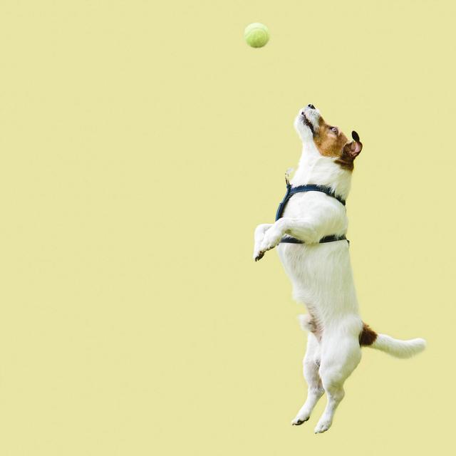 Dogs Like Motion That Matches Sound - podcast episode cover