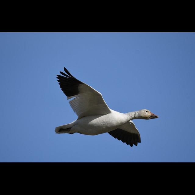 Episode 260: An Avalanche of Snow Geese - podcast episode cover