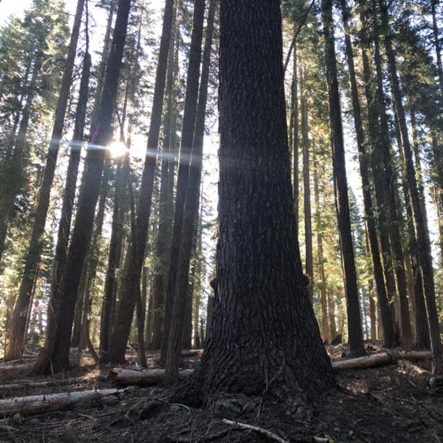 Episode 76: Red Fir Tree Ears On A Windy Morning - podcast episode cover
