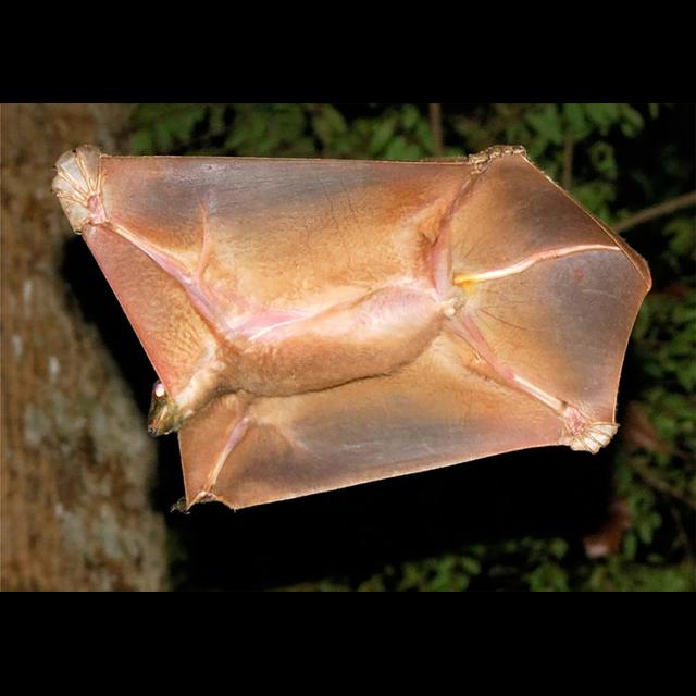 Colugos, A Flying Lemur - podcast episode cover