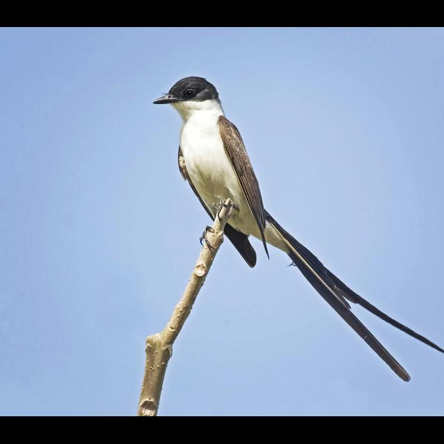 Fluttering Feathers Could Spawn New Species - podcast episode cover