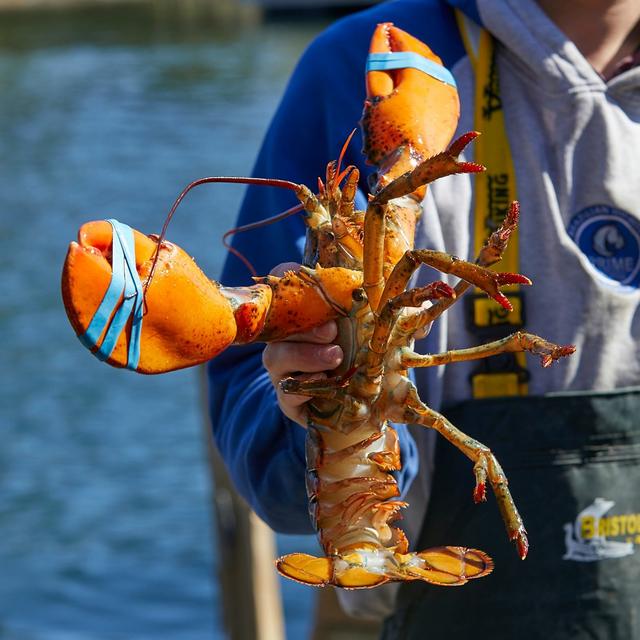A potential change to lobster licenses in Maine - podcast episode cover