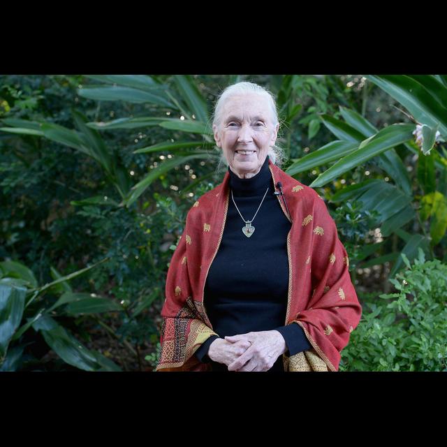 Jane Goodall: We Can Learn from This Pandemic - podcast episode cover