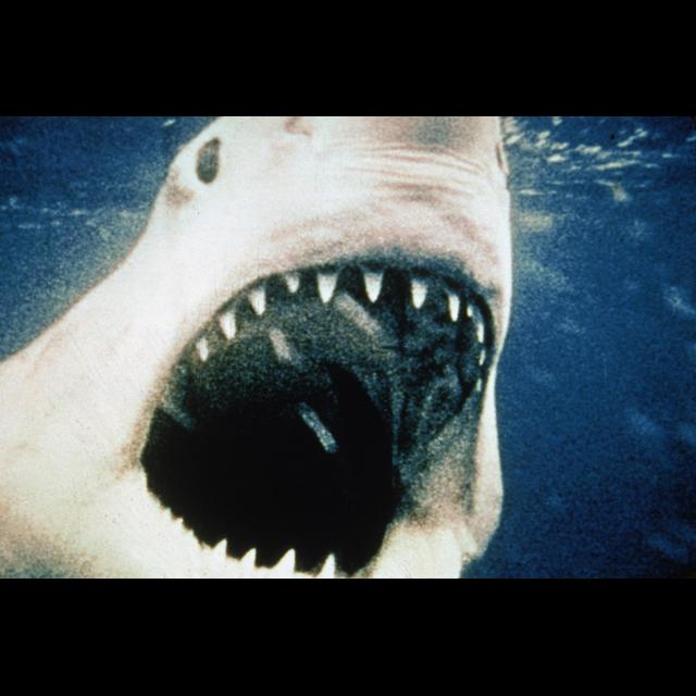 Can the cinematic genius of “Jaws” overcome its problematic legacy? - podcast episode cover
