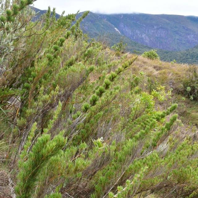 Neotropical Bamboos : What the &@#$ is Gregarious Monocarpy? - podcast episode cover