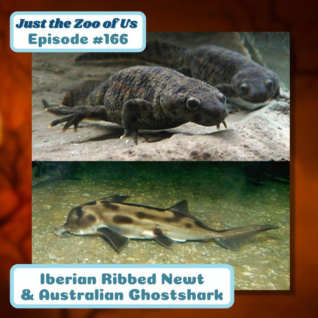 166: Iberian Ribbed Newt & Australian Ghostshark - podcast episode cover