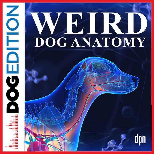 Weird Dog Anatomy | Dog Edition #80 - podcast episode cover