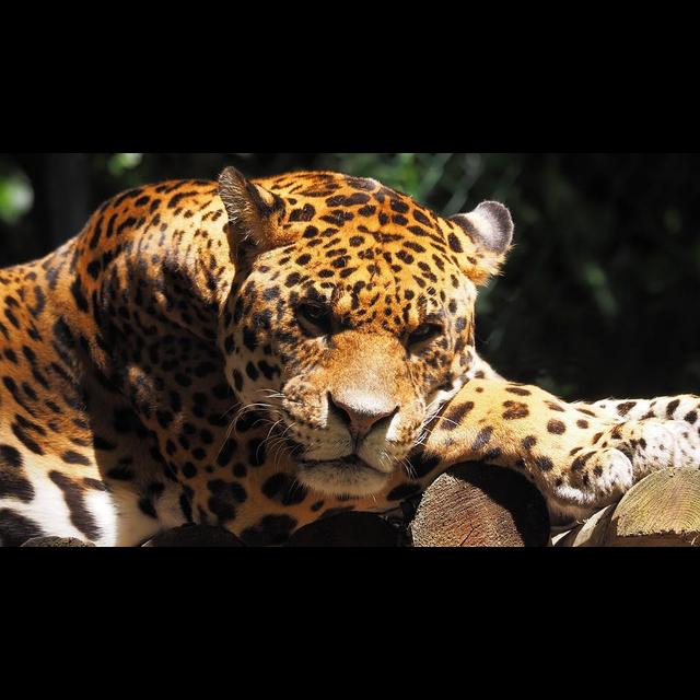 Episode 153: Jaw Dropping Jaguars - podcast episode cover