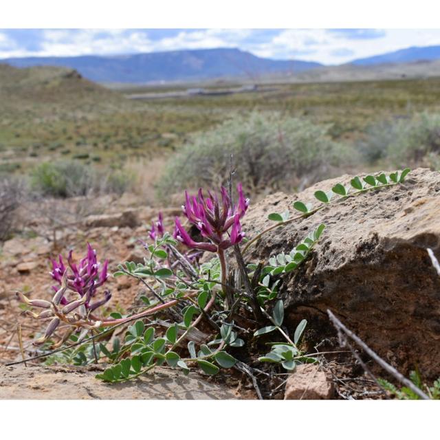 Pandemic Southwest Botany - podcast episode cover