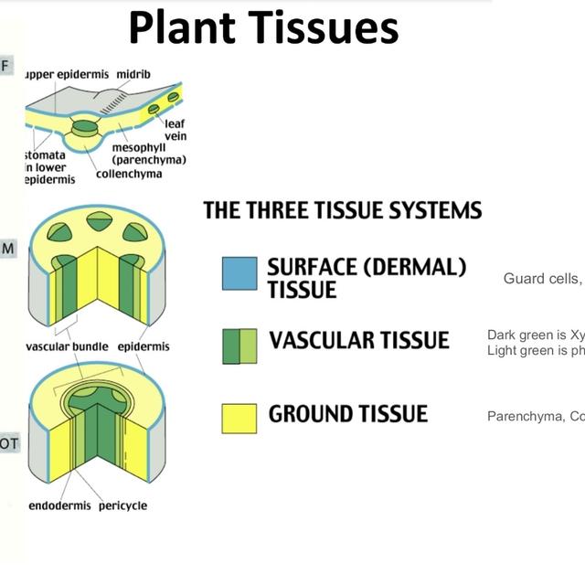 Plant Tissue Systems Lecture - podcast episode cover