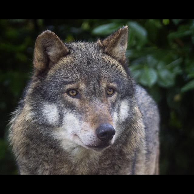 Episode 109: Howl for the Grey Wolf - podcast episode cover
