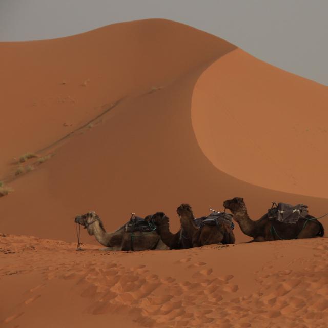 Los Viajes de Nautilus 1x04 - Marruecos en furgo hasta el desierto - podcast episode cover