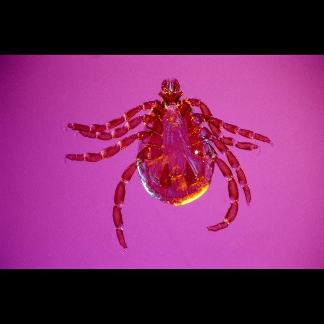 Ticks on Uptick Where Big Game Declines - podcast episode cover