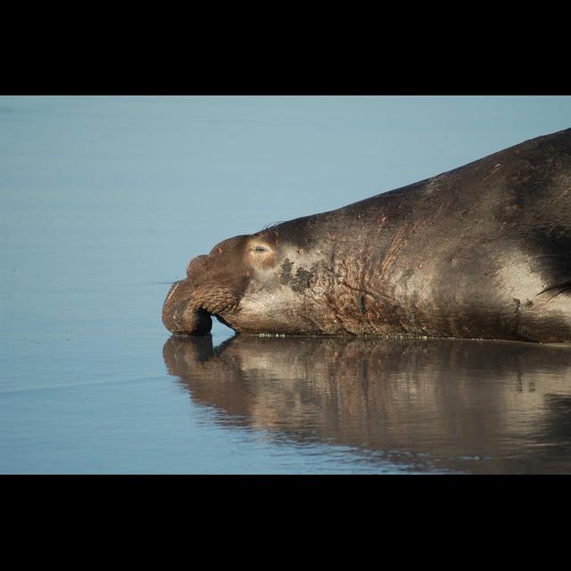 Episode 82: Mammoths of the Sea, the Elephant Seal - podcast episode cover