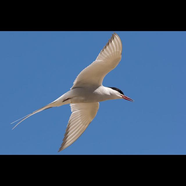 Pole to Pole the Arctic Tern - podcast episode cover