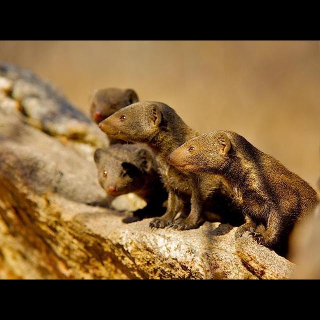 Mongooses Gift Grooming for Guard Duty - podcast episode cover