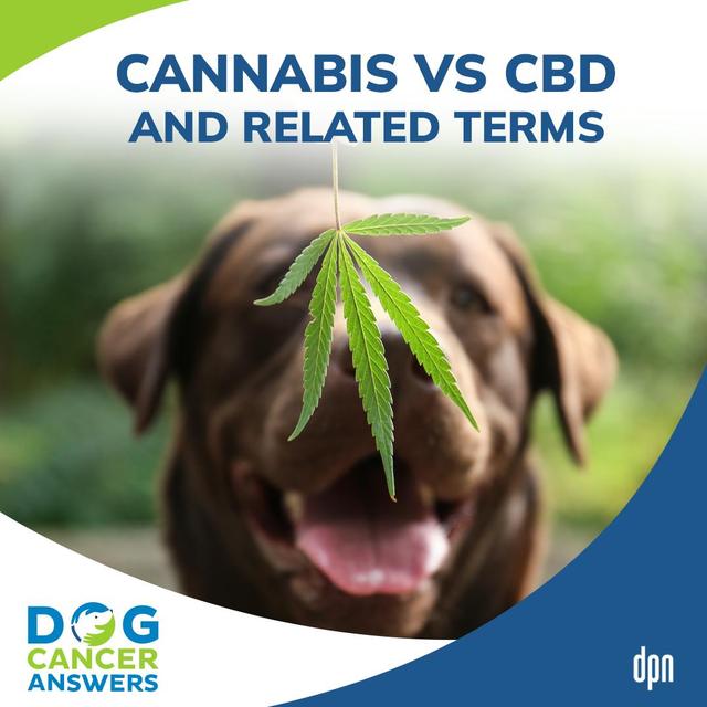 Cannabis vs CBD and Related Terms | Kate Basedow LVT #218 - podcast episode cover