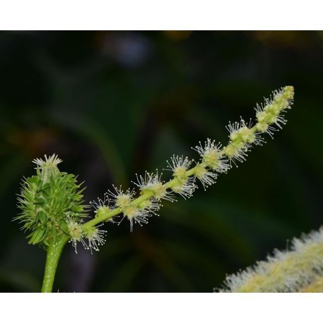 Restoring the American Chestnut - podcast episode cover