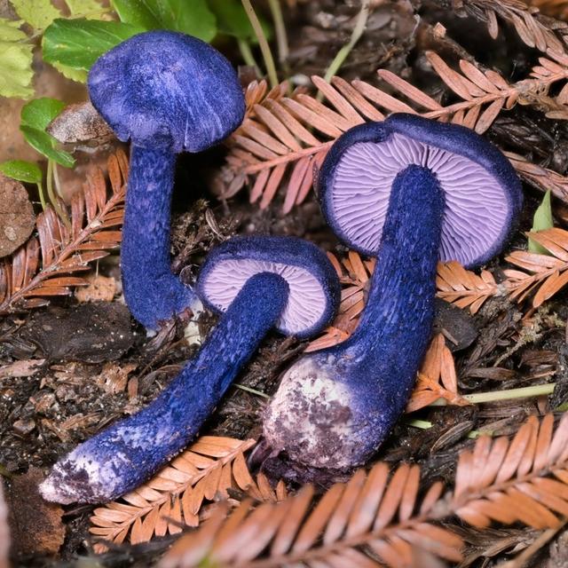 A Conversation About Mycology, Psilocybe Diversity , & Citizen Science with Alan Rockefeller - podcast episode cover
