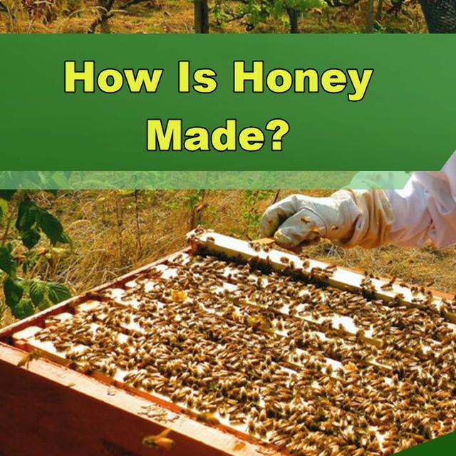 How Is Honey Made? - Episode 305 - podcast episode cover