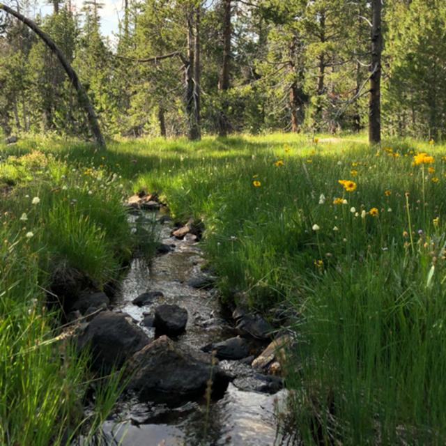 Episode 80: Cold Mountain Stream And Cicadas On A Hot Summer Day - podcast episode cover