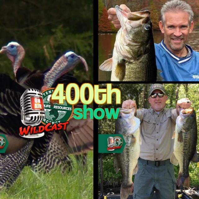 TW 400 - TN WildCast Celebrating 400 Episodes of Stories and Insights - podcast episode cover