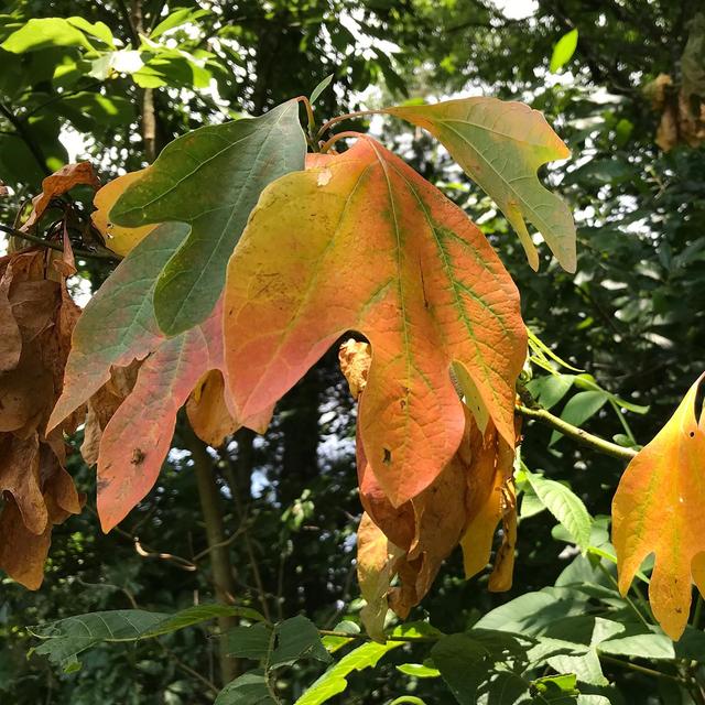 Laurel Wilt Disease: Something we all need to be aware of - podcast episode cover