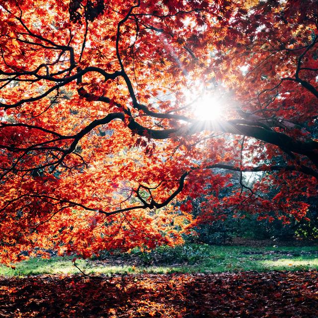 #45: Fall Activities - podcast episode cover