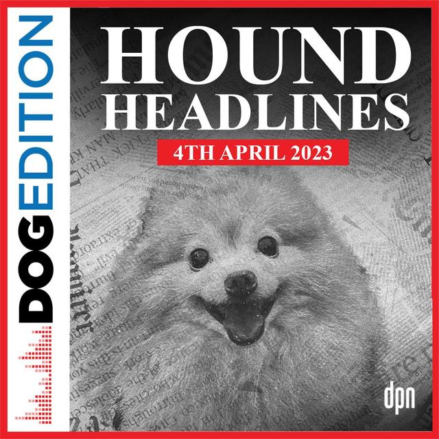 Hound Headlines 4/4/23 | Dog Edition #90 - podcast episode cover