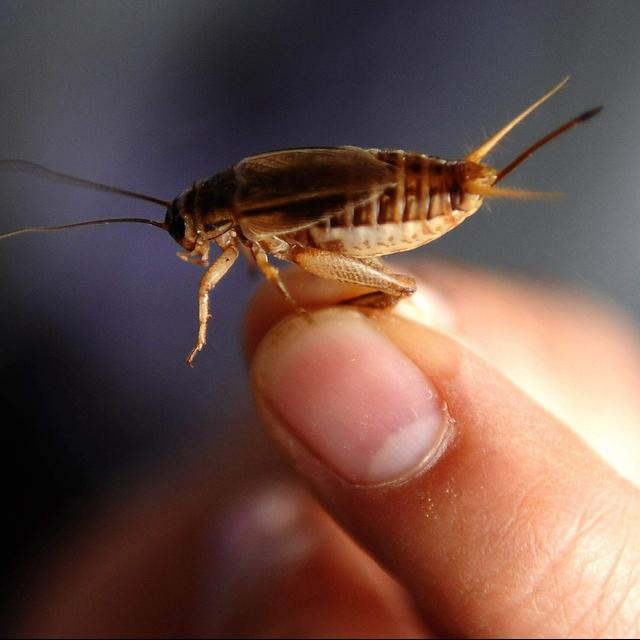 'Are You A Model?': Crickets Are So Hot Right Now - podcast episode cover