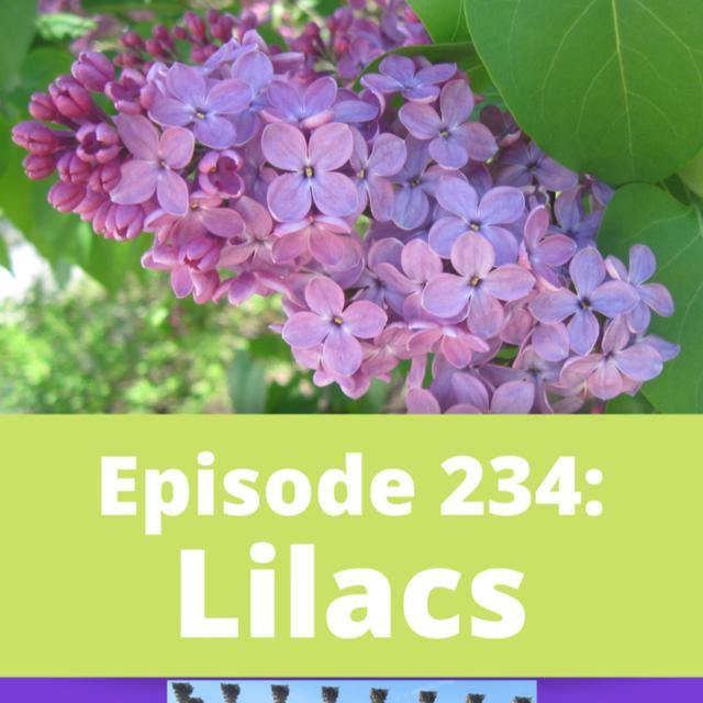 Lilacs - podcast episode cover