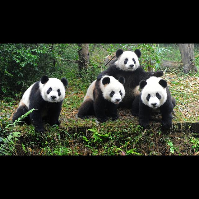 Ep 0001: Zoo Animal Fantasy Draft - podcast episode cover