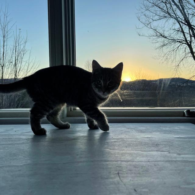 Erika Bruner, Midwife for Pets at the End - podcast episode cover