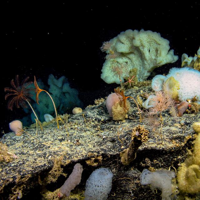 Searching The Ocean's Depths For Future Medicines - podcast episode cover