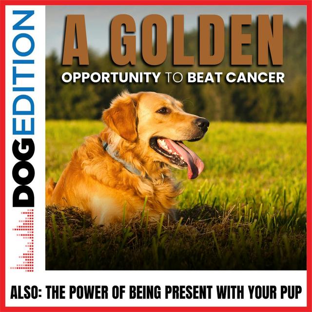 A “Golden” Opportunity to Beat Cancer | The Power of Being Present with Your Pup | Dog Edition #23 - podcast episode cover