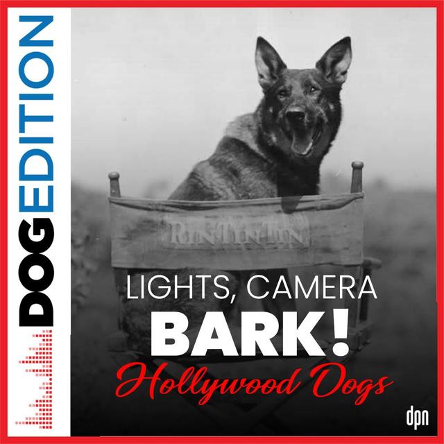 Lights, Camera, Bark! Hollywood Dogs | Dog Edition #63 - podcast episode cover