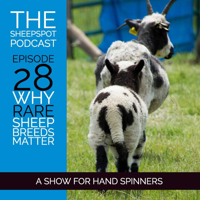 Episode 28: Why rare sheep breeds matter - podcast episode cover