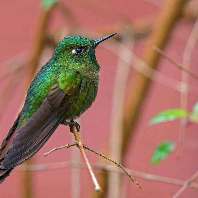 High-Elevation Hummingbirds Evolved a Temperature Trick - podcast episode cover