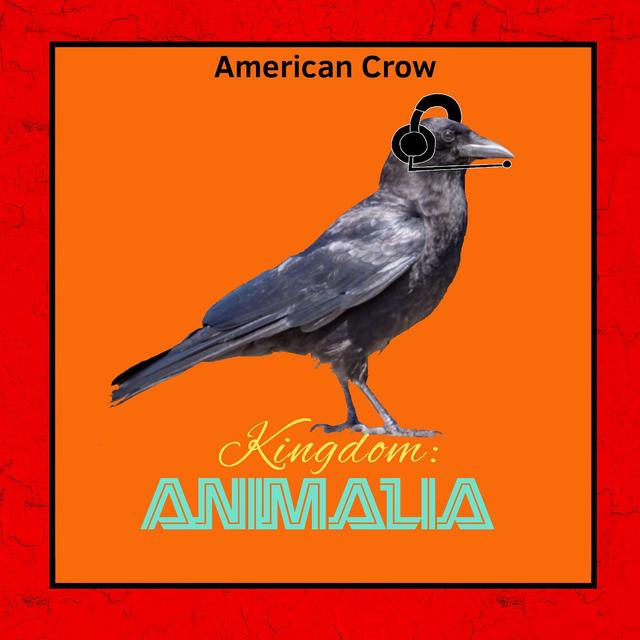 American Crow - podcast episode cover