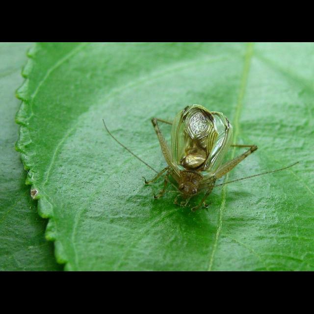 Cricket Avoids Being Bat Food by Doing Nothing - podcast episode cover