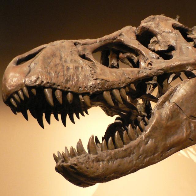 Cosmic Queries – Dinosaur Discoveries with Kimberly Chapelle - podcast episode cover