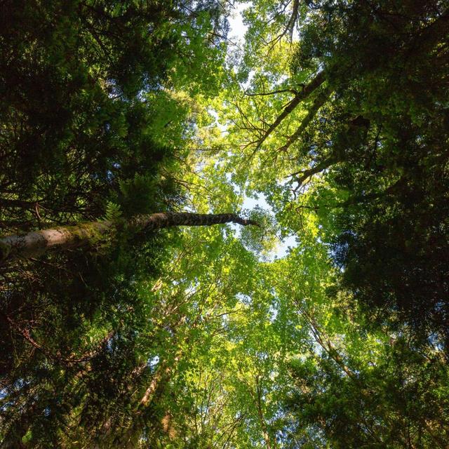NALINI NADKARNI on Discovering Forest Canopy Microcosms /62 - podcast episode cover