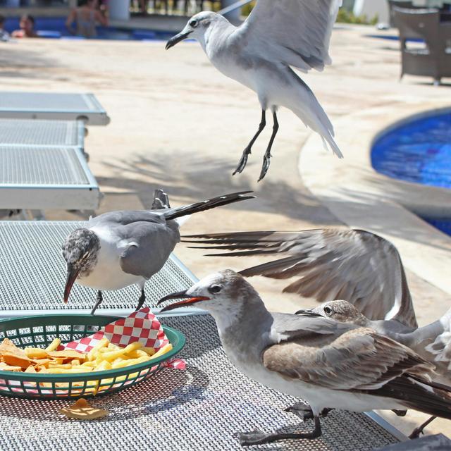 Stare Down Gulls to Avoid Lunch Loss - podcast episode cover