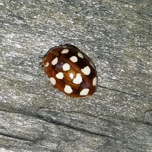 Episode 48: Calvia quatuordecimguttata - The Cream-Spot Ladybird - podcast episode cover