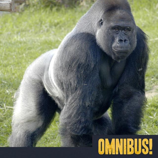 Gorillas, Discovery of (Entry 540.PS10420) - podcast episode cover