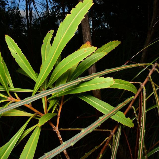 Heteroblasty Anonymous - A Conversation About New Zealand Plants - podcast episode cover