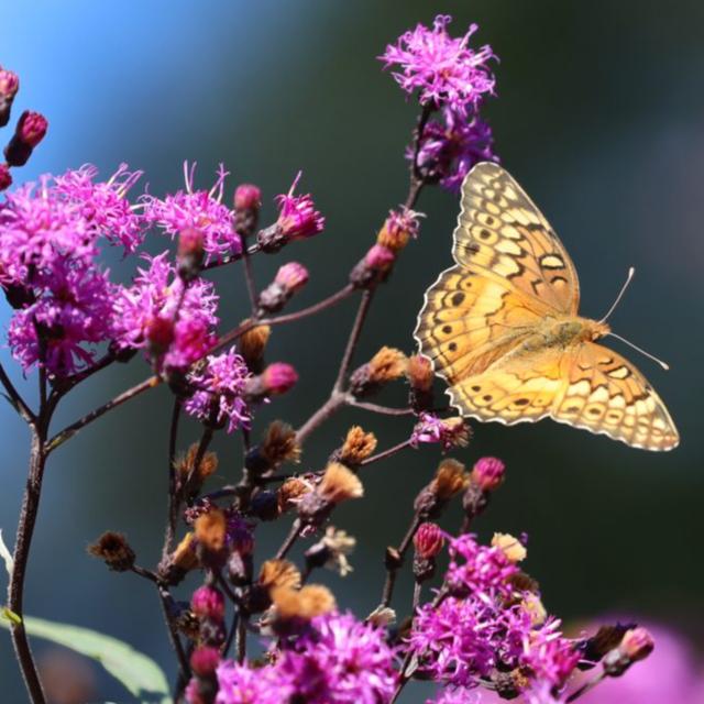 Ironweed for the Mid-Atlantic Garden - podcast episode cover