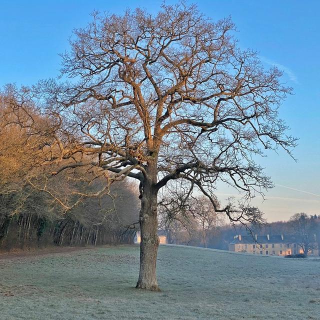Lent Reflections 2023 by Laurence Freeman: Easter Sunday - podcast episode cover