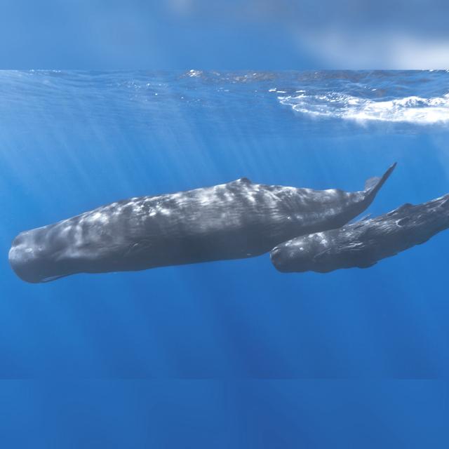 Voices from the Deep with Dr. Michelle Fournet and Dr. Ellen Garland - podcast episode cover
