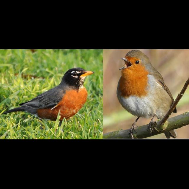Episode 164: Robins Round the World - podcast episode cover